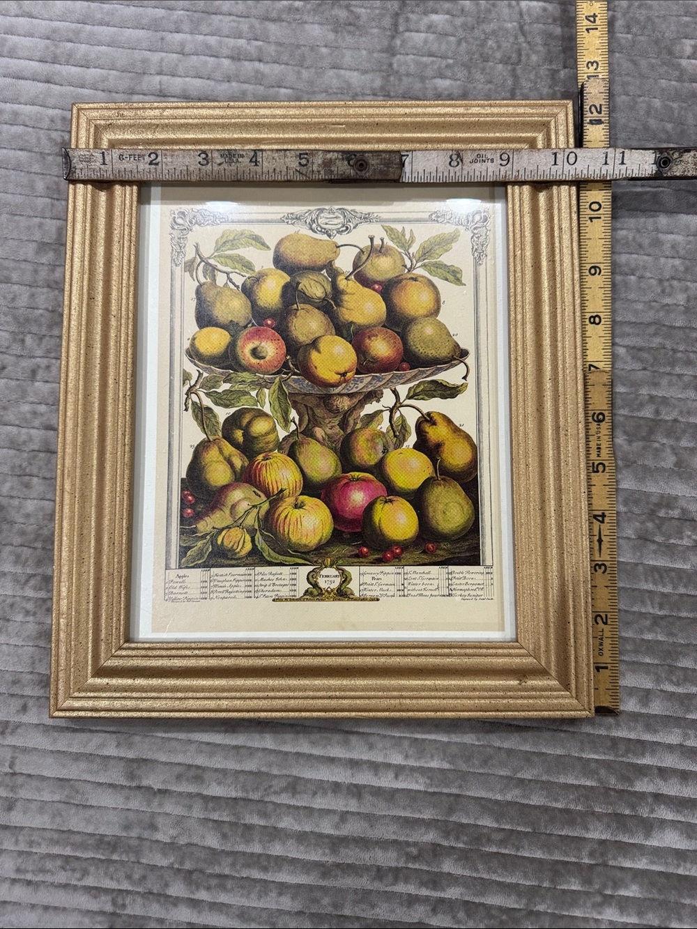 Vintage Robert Furber Fruit Life Print in Gold Frame February